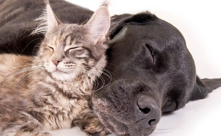高齢の犬・猫の歯科診療について