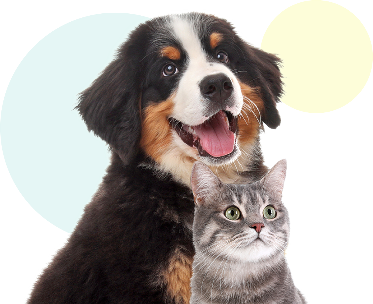 犬・猫の口腔の健康を維持するために、早期診断と適切な処置が重要です