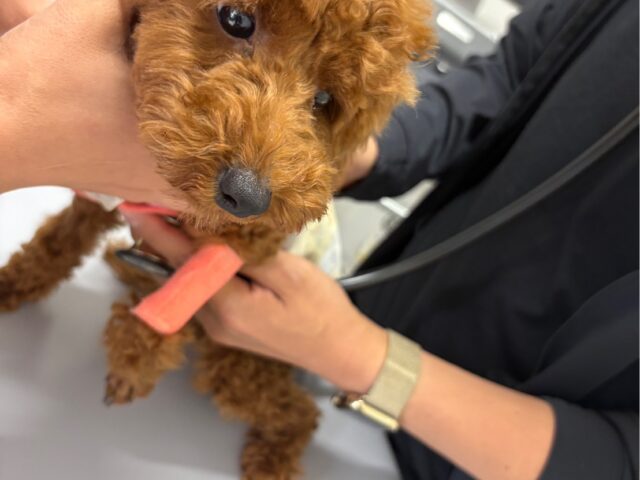 【症例紹介】僧帽弁閉鎖不全症と診断されたトイ・プードルちゃんのケース