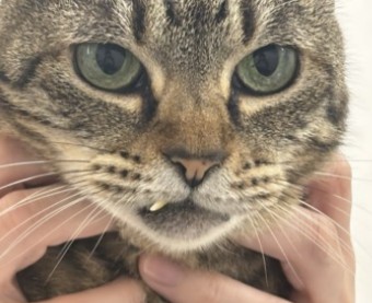 【症例紹介】上の犬歯が折れてしまった猫の症例